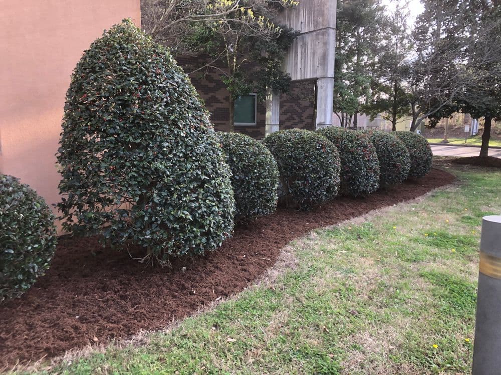 Row of neatly trimmed bushes along a building, with fresh mulch in the landscape.