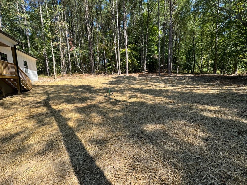 Cleared backyard with straw ground cover, surrounded by tall trees and a house.